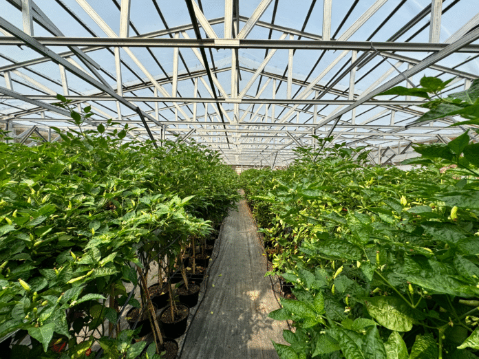 Ilustrasi urban farming. Foto: lrtjakarta.co.id