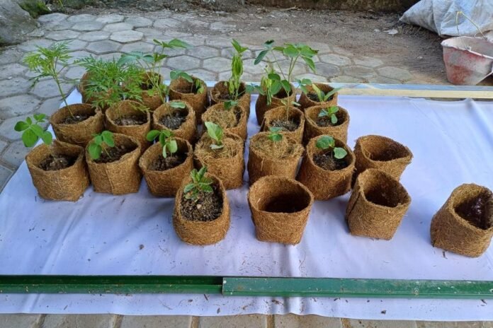 Bio-pot dari jerami padi. Foto: IPB