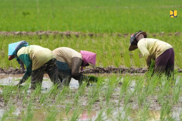 Petani menanam padi.